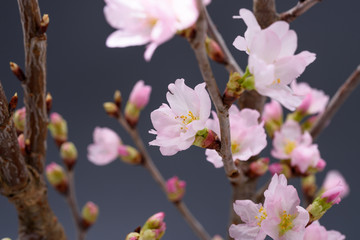 美しい桜の花