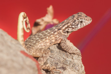 Curly tailed lizard, Varadero, Cuba. Selective focus on head.