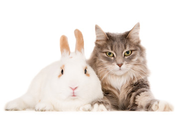 Obraz premium White rabbit and a grey fluffy cat side by side, against a white background