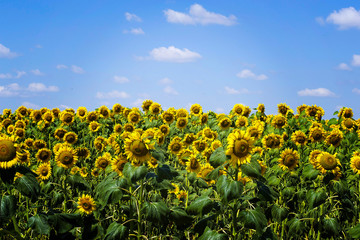 Field of sunflowers