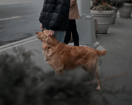 Dog in the Street