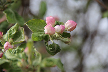 Flowers Apple tree