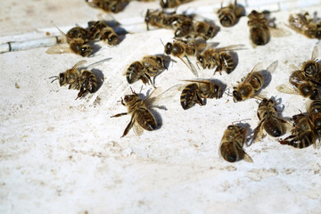 dead bees in front of beehive after winter with copy space