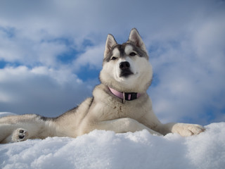 Portrait of a beautiful Husky dog