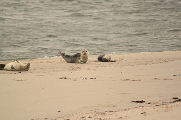 Kegelrobbe Robbe Seehund Strand Sylt Ellenbogen grau Nebel