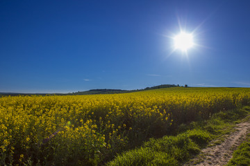 Yellow oilseed rape field