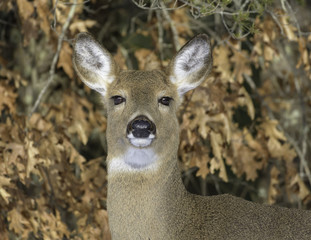 White Tail Doe