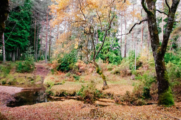 Autumn Forest Landscape