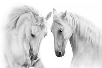 Gordijnen Paar wit paard op witte achtergrond © callipso88