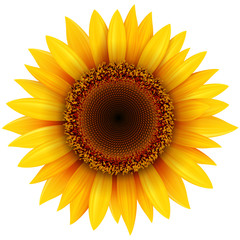 Naklejka premium Sunflower flower isolated