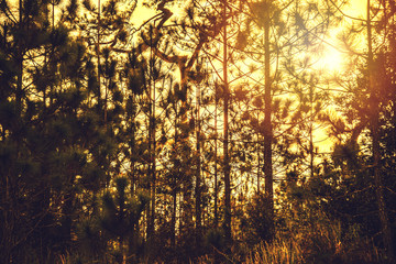 Natural background Pine black shadow. The backdrop is  sky sunset yellow gold. Thailand.