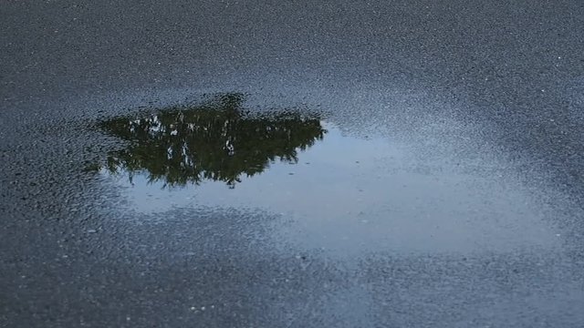 雨上がりの水たまり