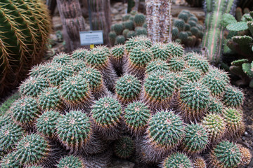 Botanischer Garten Berlin