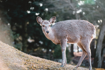 Nara, deer, animal