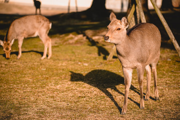 Naklejka na ściany i meble Nara, deer, animal