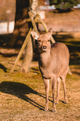 Nara, deer, animal