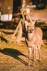 Nara, deer, animal