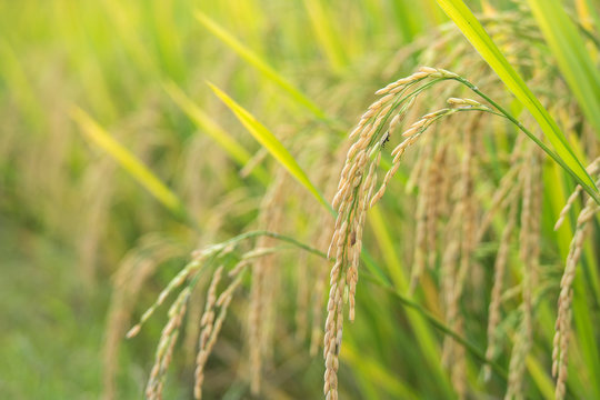Ears of rice in field, close up