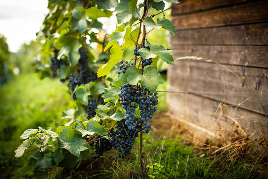 Lovely ripe, red grapes in a vineyard (color toned image)