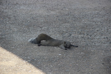 Squirrel resting