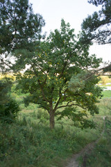 majestic oak on a side of lush hill