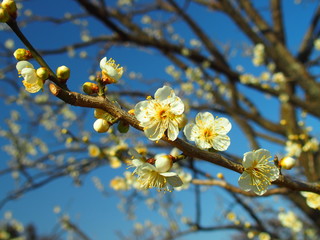咲き始めた白梅