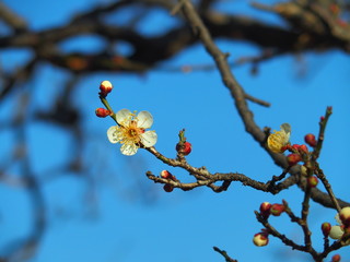 青空と梅一輪