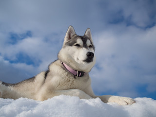 Portrait of a beautiful Husky dog