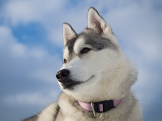 Portrait of a beautiful Husky dog