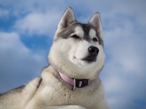 Portrait of a beautiful Husky dog