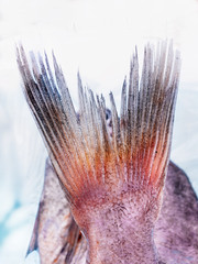 Conceptual photo of a bream with the tail in the foreground