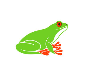 Red eye frog. Tree frog. Isolated frog on white background