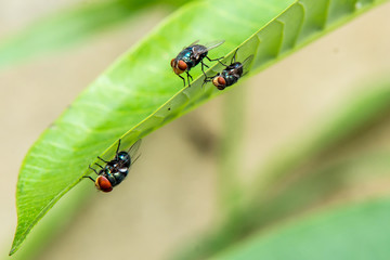 insect