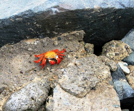 Rote Klippenkrabbe