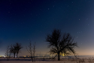 Fototapeta na wymiar Silhouette of a tree against a starry sky. Winter night.