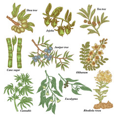Medical and cosmetics plants. Hand drawn Shea nuts, Jojoba, Tea tree, Cane sugar, Juniper, Olibanum, Cannabis, Rhodiola rosea, Eucalyptus. Vector illustration.