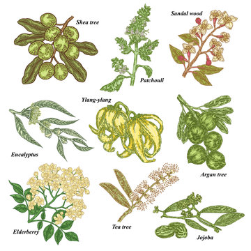 Medical And Cosmetics Plants. Hand Drawn Jojoba, Argan, Tea Tree, Sandal Wood, Eucalyptus, Patchouli, Ylang-ylang, Shea, Elderberry Branch. Vector Illustration.