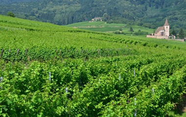 Fototapeta na wymiar Vineyards of Alsace