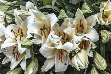 background of beautiful white lilies