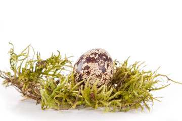 Obraz premium quail egg isolated on a white background