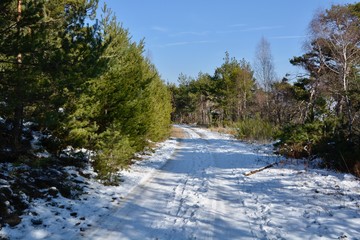 Wald