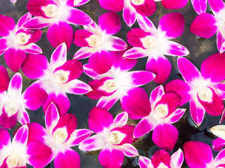 Pattern of fresh orchids background on clear water