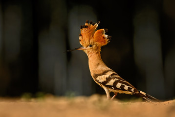 Eurasian Hoopoe - Upupa epops, beautiful orange bird from European forest.