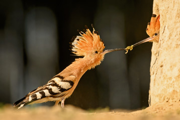Eurasian Hoopoe - Upupa epops, beautiful orange bird from European forest.