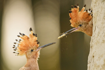 Eurasian Hoopoe - Upupa epops, beautiful orange bird from European forest.