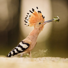 Eurasian Hoopoe - Upupa epops, beautiful orange bird from European forest. © David