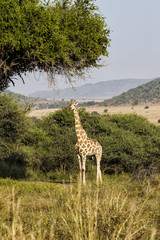 Giraffe in Pilanesberg National Park in South Africa