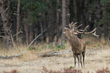 RedDeer stag in rutting season in National Park De Hoge Veluwe in The Netherlands