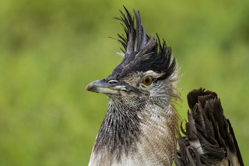 Portrait of a Kori Bustard in the Ngorongoro Crater National Park in Tanzania