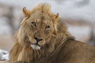 Portrait of a male lion in Etosha National Park in Namibia